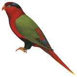 Josephine's Lorikeet Illustration