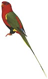 West Papuan Lorikeet Illustration