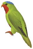 Blue-crowned Lorikeet Illustration