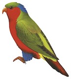 Kuhl's Lorikeet Illustration