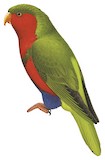 Stephen's Lorikeet Illustration