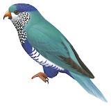 Ultramarine Lorikeet Illustration