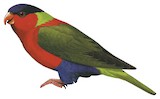 Collared Lory Illustration