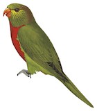 Orange-billed Lorikeet Illustration