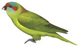 Musk Lorikeet Illustration