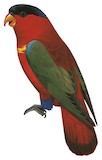 Purple-naped Lory Illustration