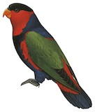 Black-capped Lory Illustration