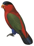 Purple-bellied Lory Illustration