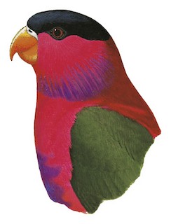 Purple-bellied Lory - Lorius hypoinochrous - Birds of the World