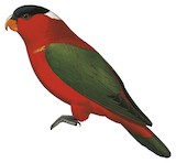 White-naped Lory Illustration