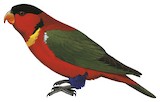 Yellow-bibbed Lory Illustration