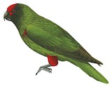 Yellow-streaked Lory Illustration