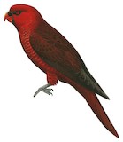 Cardinal Lory Illustration