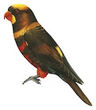 Dusky Lory Illustration