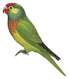 Varied Lorikeet Illustration