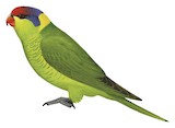 Iris Lorikeet Illustration