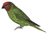 Goldie's Lorikeet Illustration