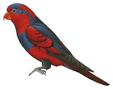 Red-and-blue Lory Illustration