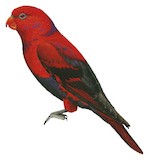 Violet-necked Lory Illustration