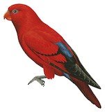 Red Lory Illustration