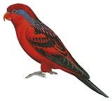 Blue-streaked Lory Illustration