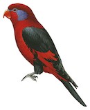 Black-winged Lory Illustration