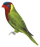 Ornate Lorikeet Illustration