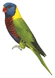 Biak Lorikeet Illustration