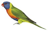 Rainbow Lorikeet Illustration