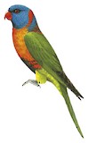 Red-collared Lorikeet Illustration