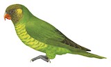 Yellow-cheeked Lorikeet Illustration