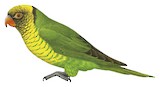 Sula Lorikeet Illustration