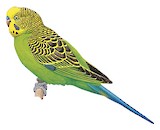 Budgerigar Illustration