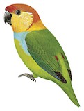 Large Fig Parrot Illustration