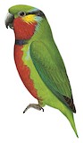 Edwards's Fig Parrot Illustration