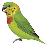 Salvadori's Fig Parrot Illustration