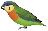 Blue-fronted Fig Parrot Illustration