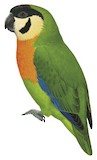 Black-fronted Fig Parrot Illustration