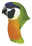 Dusky-cheeked Fig Parrot Illustration