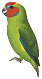 Double-eyed Fig Parrot Illustration