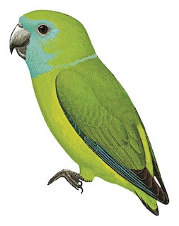 Psittaculidae - Old World Parrots - Birds of the World