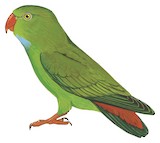 Vernal Hanging Parrot Illustration