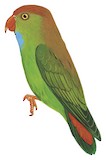 Sri Lanka Hanging Parrot Illustration