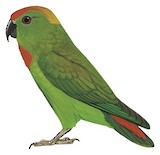 Black-billed Hanging Parrot Illustration