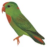 Philippine Hanging Parrot Illustration