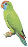 Camiguin Hanging Parrot Illustration