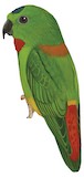 Blue-crowned Hanging Parrot Illustration