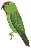 Great Hanging Parrot Illustration