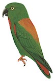 Sula Hanging Parrot Illustration