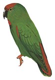 Moluccan Hanging Parrot Illustration